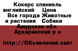 Кокерс спаниель английский  › Цена ­ 4 500 - Все города Животные и растения » Собаки   . Амурская обл.,Архаринский р-н